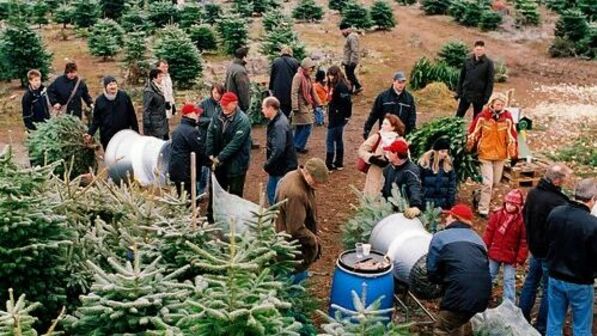 Vielerorts hat sich das Weihnachtsbaumschlagen mittlerweile zu einem kleinen Event gemausert: Foto: Gutsverwaltung Schönau