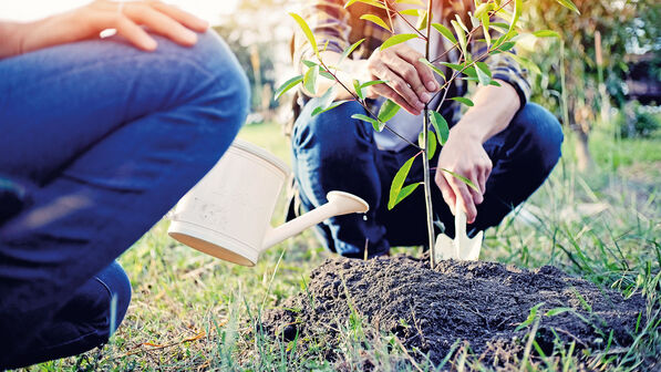 Ein neuer Baum: Apfel- und Birnen-Setzlinge lassen sich sehr gut im Frühling pflanzen.